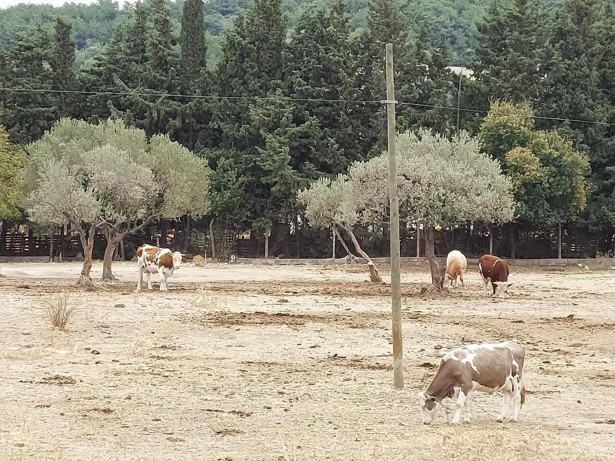 הוילה Ildiri Defneland Daphne